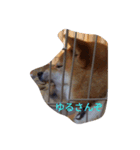 ツンデレ柴犬りんごちゃん①（個別スタンプ：9）