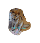 ツンデレ柴犬りんごちゃん①（個別スタンプ：10）