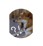 ツンデレ柴犬りんごちゃん①（個別スタンプ：11）