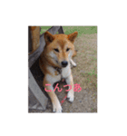 ツンデレ柴犬りんごちゃん①（個別スタンプ：12）