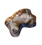 ツンデレ柴犬りんごちゃん①（個別スタンプ：13）
