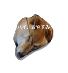 ツンデレ柴犬りんごちゃん①（個別スタンプ：14）