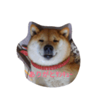 ツンデレ柴犬りんごちゃん①（個別スタンプ：15）