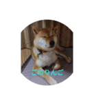 ツンデレ柴犬りんごちゃん①（個別スタンプ：16）