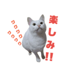 雪慶ニャーズ4（個別スタンプ：5）