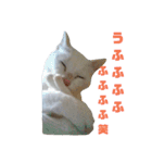 雪慶ニャーズ4（個別スタンプ：7）
