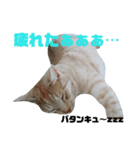 雪慶ニャーズ4（個別スタンプ：8）