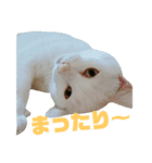 雪慶ニャーズ4（個別スタンプ：11）