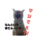 雪慶ニャーズ4（個別スタンプ：12）
