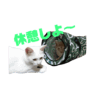 雪慶ニャーズ4（個別スタンプ：13）