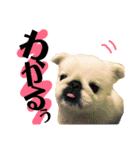 メロちゃんスタンプ第ニ弾（個別スタンプ：1）