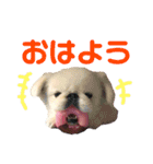 メロちゃんスタンプ第ニ弾（個別スタンプ：15）