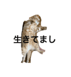 ハル親方（個別スタンプ：6）