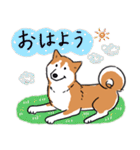 Every Day Dog 柴犬 日本語2（個別スタンプ：1）