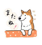Every Day Dog 柴犬 日本語2（個別スタンプ：5）