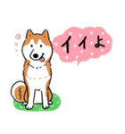 Every Day Dog 柴犬 日本語2（個別スタンプ：6）