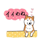Every Day Dog 柴犬 日本語2（個別スタンプ：7）