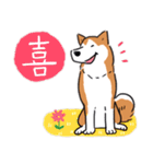 Every Day Dog 柴犬 日本語2（個別スタンプ：10）