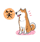 Every Day Dog 柴犬 日本語2（個別スタンプ：11）