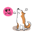 Every Day Dog 柴犬 日本語2（個別スタンプ：12）