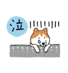 Every Day Dog 柴犬 日本語2（個別スタンプ：13）