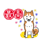 Every Day Dog 柴犬 日本語2（個別スタンプ：16）