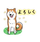 Every Day Dog 柴犬 日本語2（個別スタンプ：21）