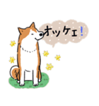 Every Day Dog 柴犬 日本語2（個別スタンプ：28）