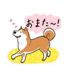 Every Day Dog 柴犬 日本語2（個別スタンプ：30）