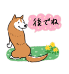 Every Day Dog 柴犬 日本語2（個別スタンプ：34）