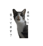 いつもの会話にネコを（個別スタンプ：1）