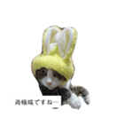 いつもの会話にネコを（個別スタンプ：8）