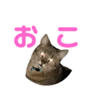 愛すべきネコたちの日常（個別スタンプ：8）