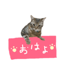 愛すべきネコたちの日常（個別スタンプ：14）