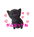 にゃんこ達の一言（個別スタンプ：1）