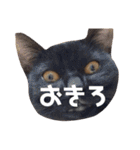 にゃんこ達の一言（個別スタンプ：3）