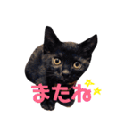 にゃんこ達の一言（個別スタンプ：5）