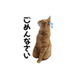 にゃんこ達の一言（個別スタンプ：6）