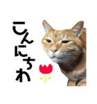にゃんこ達の一言（個別スタンプ：8）
