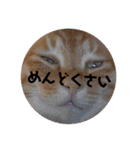 にゃんこ達の一言（個別スタンプ：14）