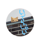 にゃんこ達の一言（個別スタンプ：18）
