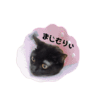 にゃんこ達の一言（個別スタンプ：19）