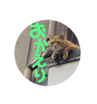 にゃんこ達の一言（個別スタンプ：20）