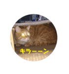 にゃんこ達の一言（個別スタンプ：24）