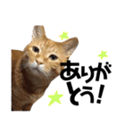 にゃんこ達の一言（個別スタンプ：28）