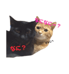 にゃんこ達の一言（個別スタンプ：31）
