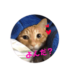 にゃんこ達の一言（個別スタンプ：38）