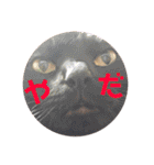 にゃんこ達の一言（個別スタンプ：39）