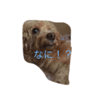 癒しの愛犬スタンプ（個別スタンプ：1）