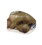 癒しの愛犬スタンプ（個別スタンプ：5）